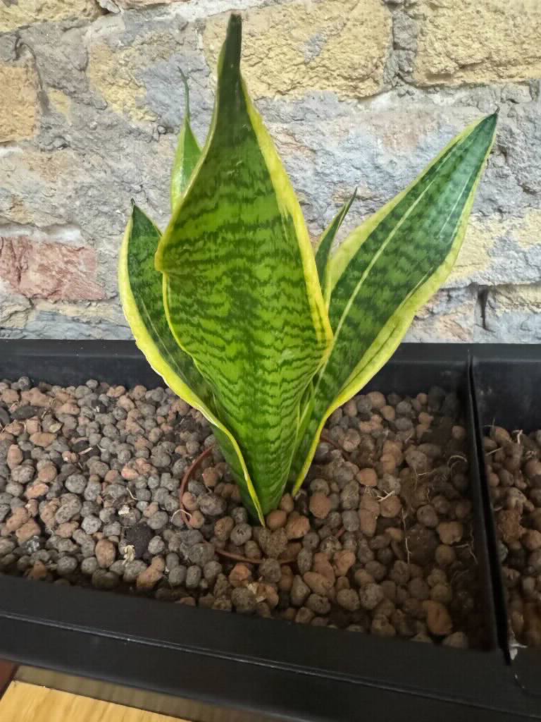Artificial Snake Plant (Faux Sansevieria)